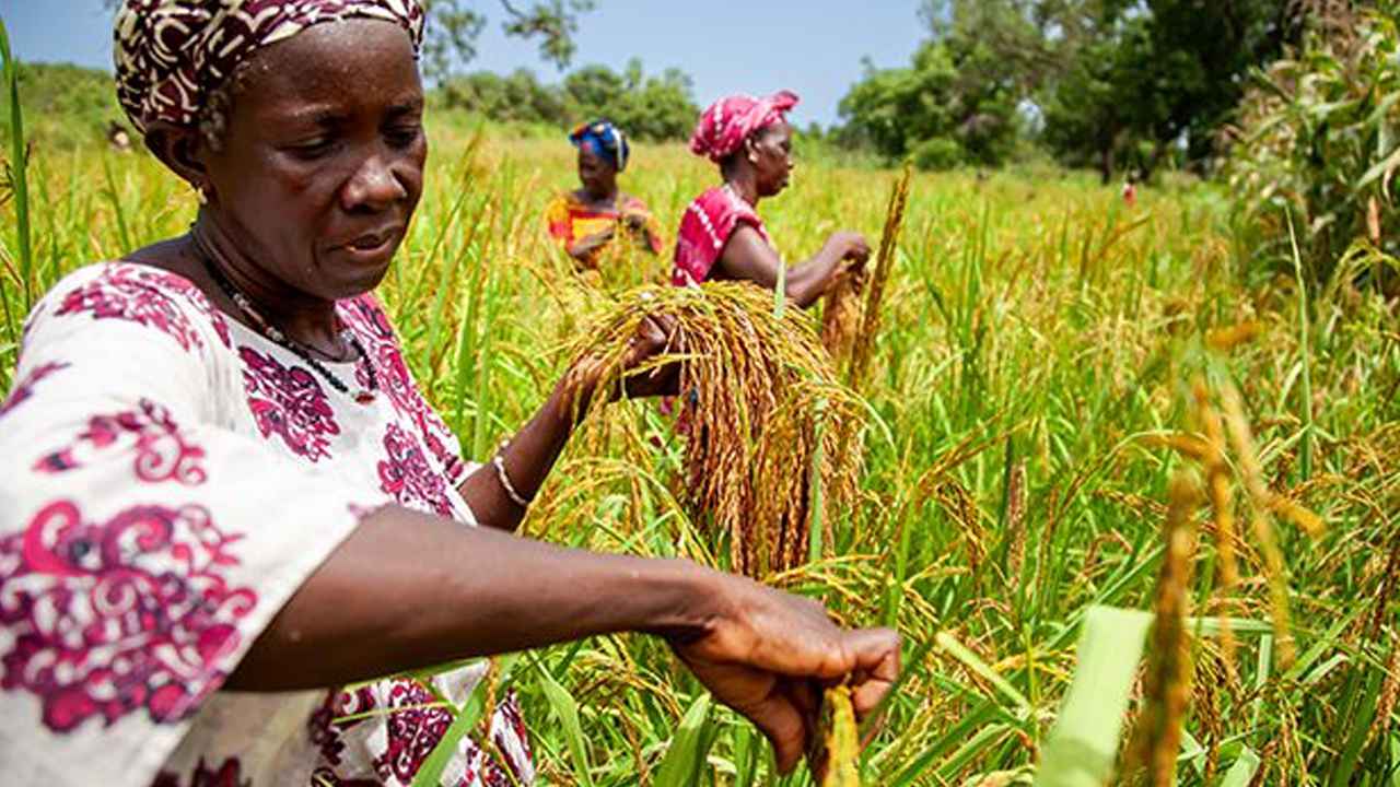 Nous intervenons dans l'Agriculture